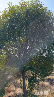 13公分红叶石楠