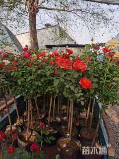 高度100厘米月季