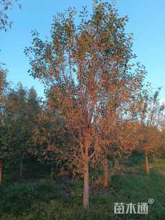 12公分大叶垂丝海棠