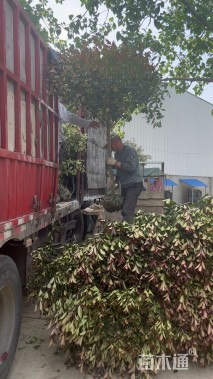 2.8公分红叶石楠