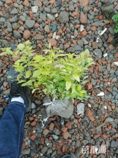 40厘米金山绣线菊