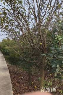 120公分木瓜