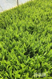 高度25厘米蜈蚣草