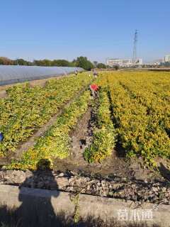 高度50厘米金森女贞