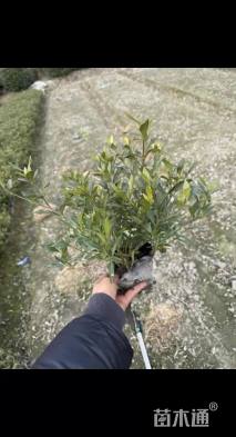 高度15厘米小叶栀子