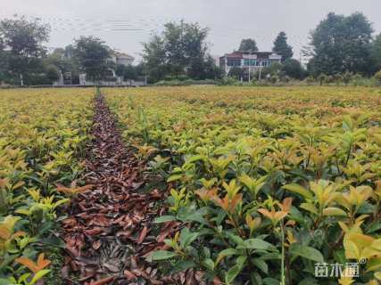 0.5公分红叶石楠