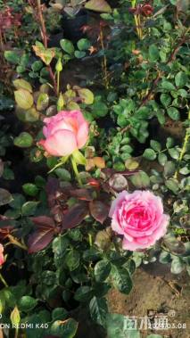 1.5公分树状月季