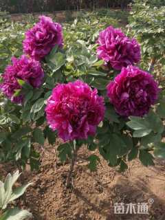 高度60厘米牡丹