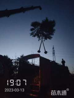 12公分大叶女贞