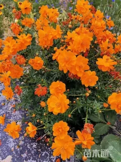 高度35厘米硫华菊