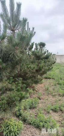 高度150厘米黑松