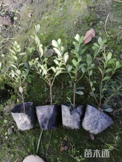 高度20厘米夏鹃