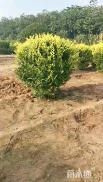 冠幅140厘米金叶女贞球