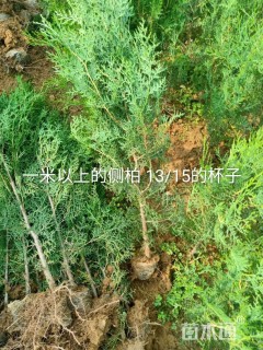 高度80厘米侧柏