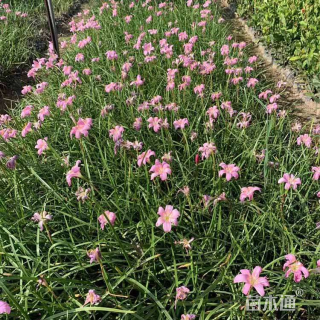 高度25厘米金叶女贞小苗