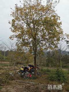 20公分黄花风铃木