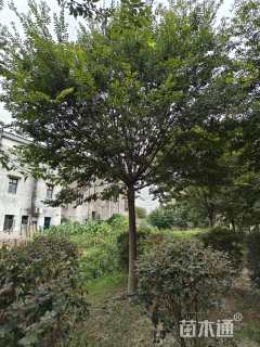 20公分榉树