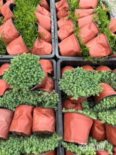 高度5厘米中华景天