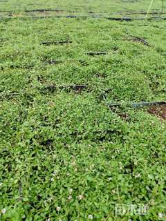 高度10厘米姬岩垂草