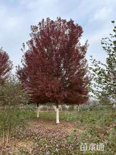 14公分美国红枫