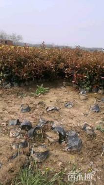 高度45厘米南天竹