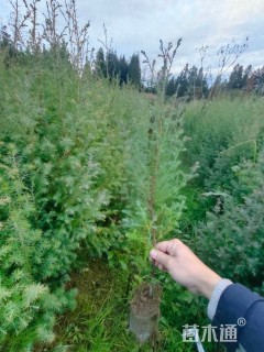 高度50厘米川柏