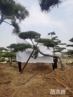 20公分造型松