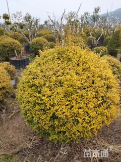 冠幅120厘米亮晶女贞球
