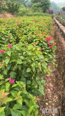 高度70厘米同安红