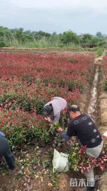 0.1公分红叶石楠