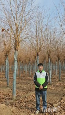 15公分金丝垂柳