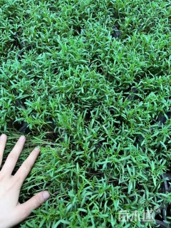 高度10厘米波斯菊