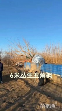 高度400厘米丛生五角枫