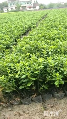 高度40厘米海桐小苗