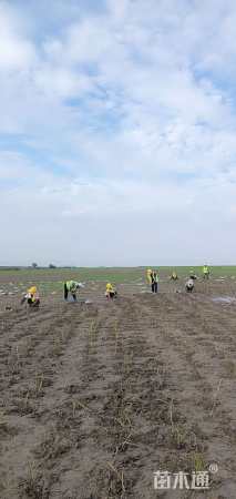 高度30厘米藨草