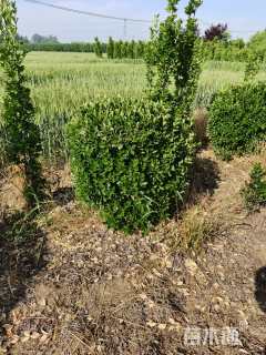 冠幅100厘米大叶黄杨球