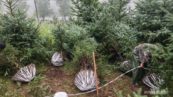 高度300厘米青海云杉
