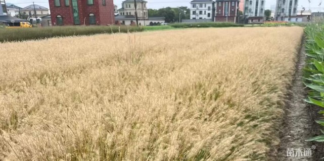 高度40厘米小兔子狼尾草