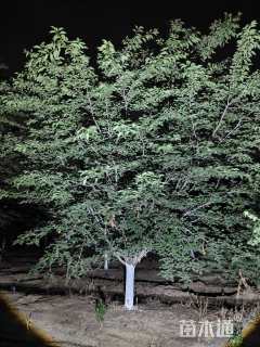 18公分染井吉野樱