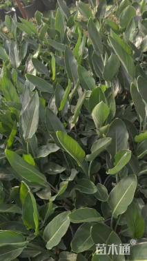 高度40厘米鹤望兰