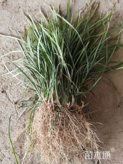 高度25厘米中叶麦冬