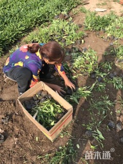 高度18厘米紫花地丁