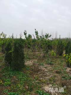 高度150厘米丛生金银木