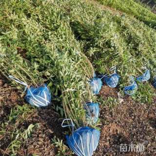 高度120厘米连翘