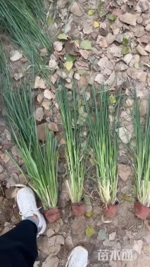 高度80厘米细叶芒