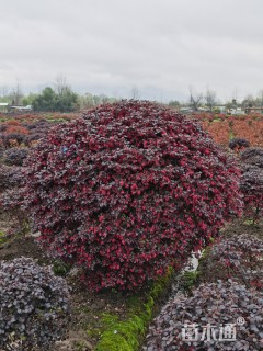 冠幅250厘米红花继木球