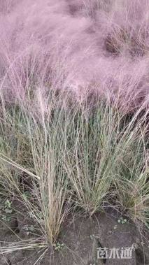 高度80厘米粉黛乱子草