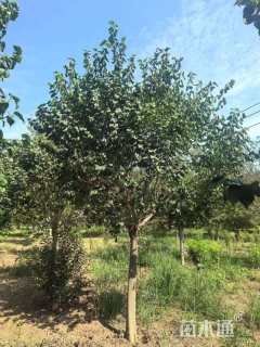 高度200厘米丁香