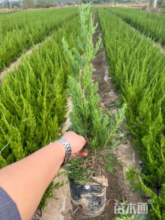 高度30厘米龙柏小苗