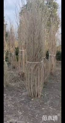 高度200厘米丛生木槿